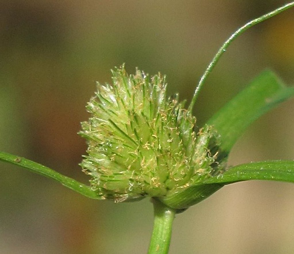 Cyperus michelianus